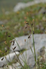 Carex atrofusca