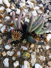 Argyroderma fissum