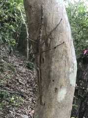 Acrophylla wuelfingi