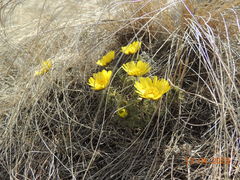 Adonis volgensis