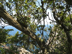 Quercus phillyreoides