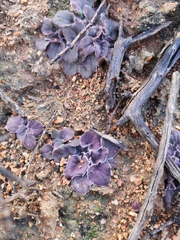 Pelargonium moniliforme