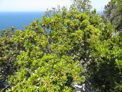 Quercus phillyreoides