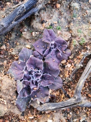Pelargonium moniliforme