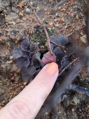 Pelargonium moniliforme