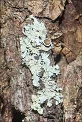 Austroparmelina pseudorelicina