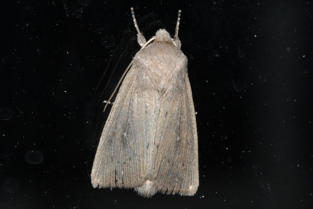 Leucania zeae