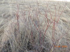 Spiraea hypericifolia