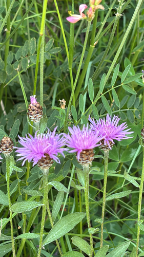 Centaurea jacea iNat (2)