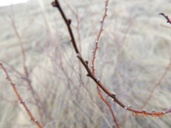 Spiraea hypericifolia