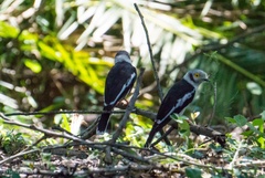 Prionops plumatus poliocephalus