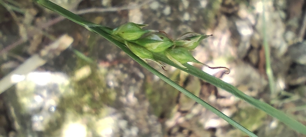 Carex depauperata; photograph (c) Santiago Martín-Bravo, some rights reserved (CC BY)