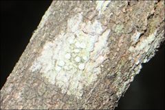 Pertusaria pertractata