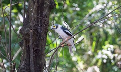 Prionops plumatus poliocephalus