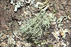Usnea inermis