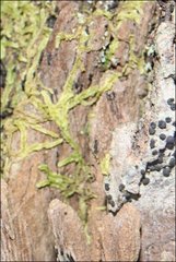 Lophocolea semiteres