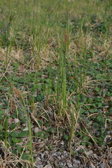 Carex aquatilis stans