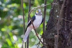 Prionops plumatus poliocephalus