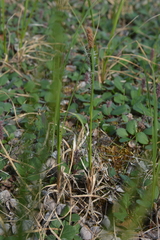 Carex aquatilis stans