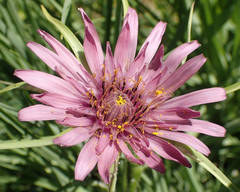 Tragopogon
