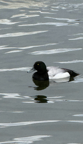 Porrón bastardo (Aythya marila)