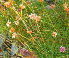 Armeria curvifolia