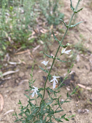 Teucrium racemosum, photograph (c) krumpianking, some rights reserved (CC BY)