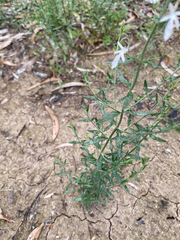 Teucrium racemosum, photograph (c) krumpianking, some rights reserved (CC BY)