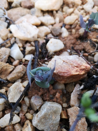 Othonna cuneata