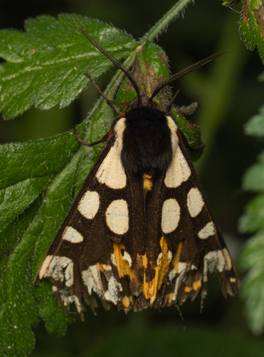 Cream-spot Tiger