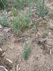 Teucrium racemosum, photograph (c) krumpianking, some rights reserved (CC BY)
