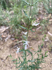 Teucrium racemosum