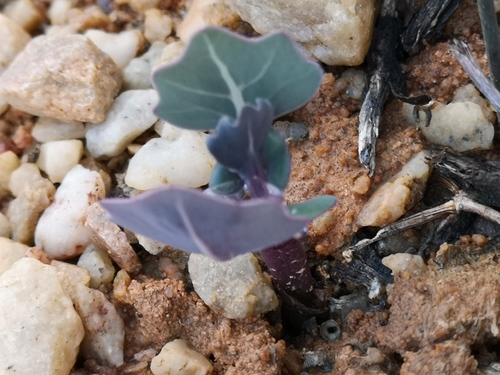 Othonna cuneata