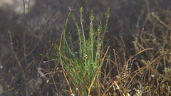 Bryopsis