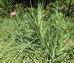 Tragopogon