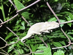 Bradypodion ventrale