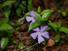 Lesser Periwinkle - Photo (c) Alexis, some rights reserved (CC BY), uploaded by Alexis