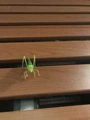 Paracaedicia serrata