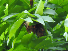 Myotis formosus flavus