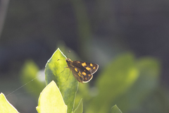 Metisella metis