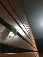 Paracaedicia serrata