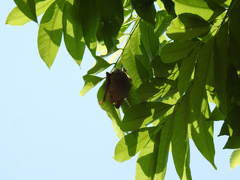 Myotis formosus flavus