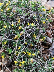 Tetraena