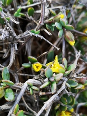 Tetraena