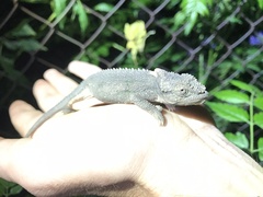 Bradypodion ventrale
