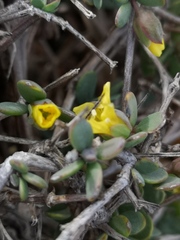 Tetraena