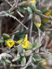Tetraena