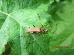 Stenocorus meridianus