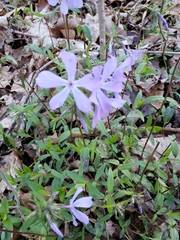 Phlox divaricata
