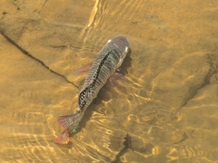 Oreochromis niloticus